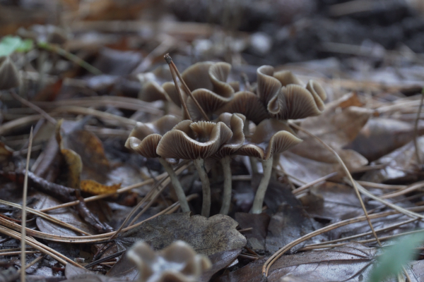 cyanescens20