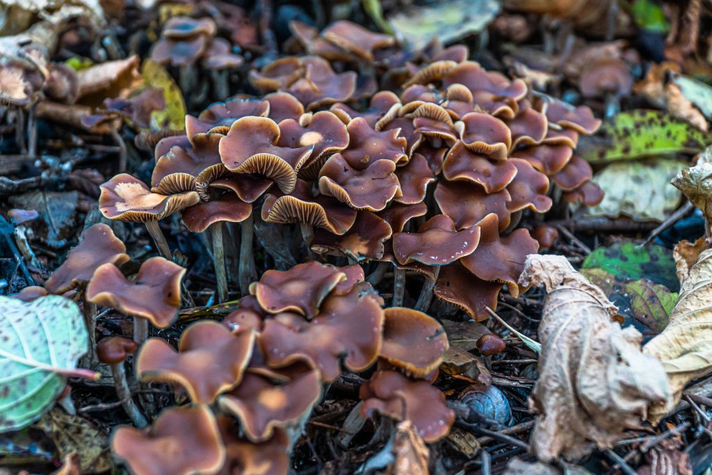 Psilocybe cyanescens patch