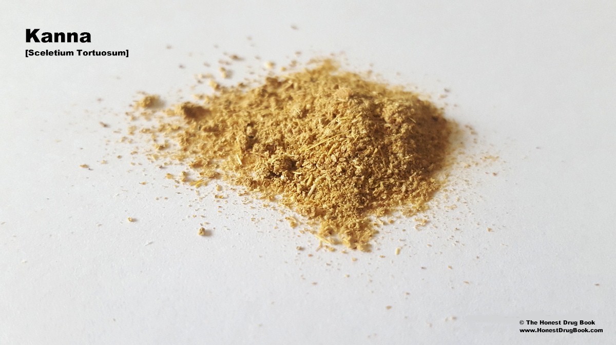 Kanna Sceletium tortuosum als legale Microdosing-Alternative