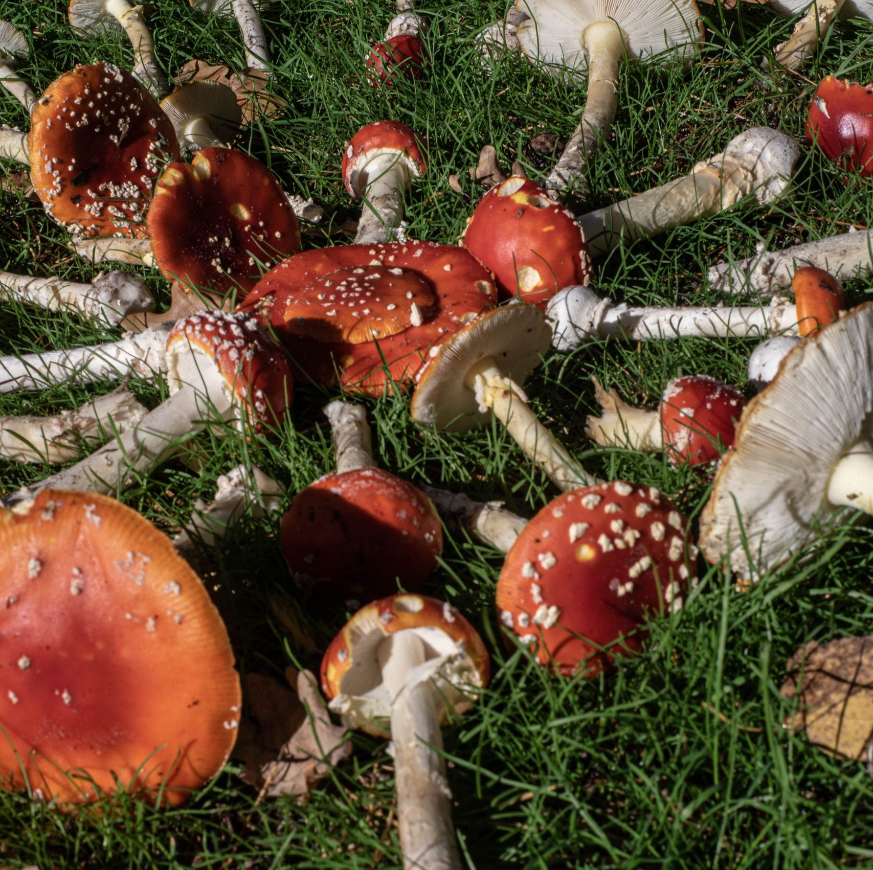 fliegenpilz-mandala Fliegenpilze im Gras