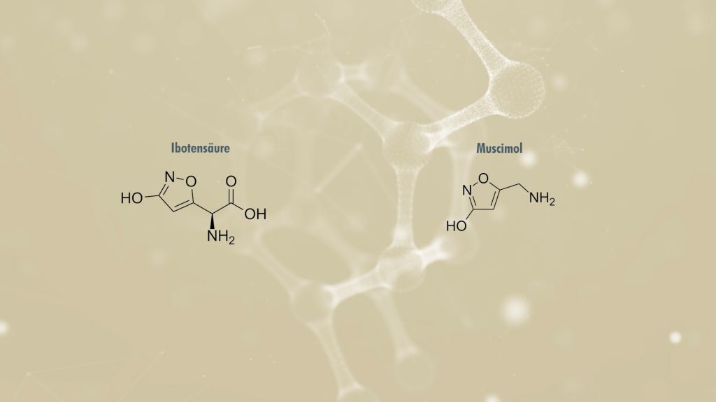 Fliegenpilz Wirkstoffe