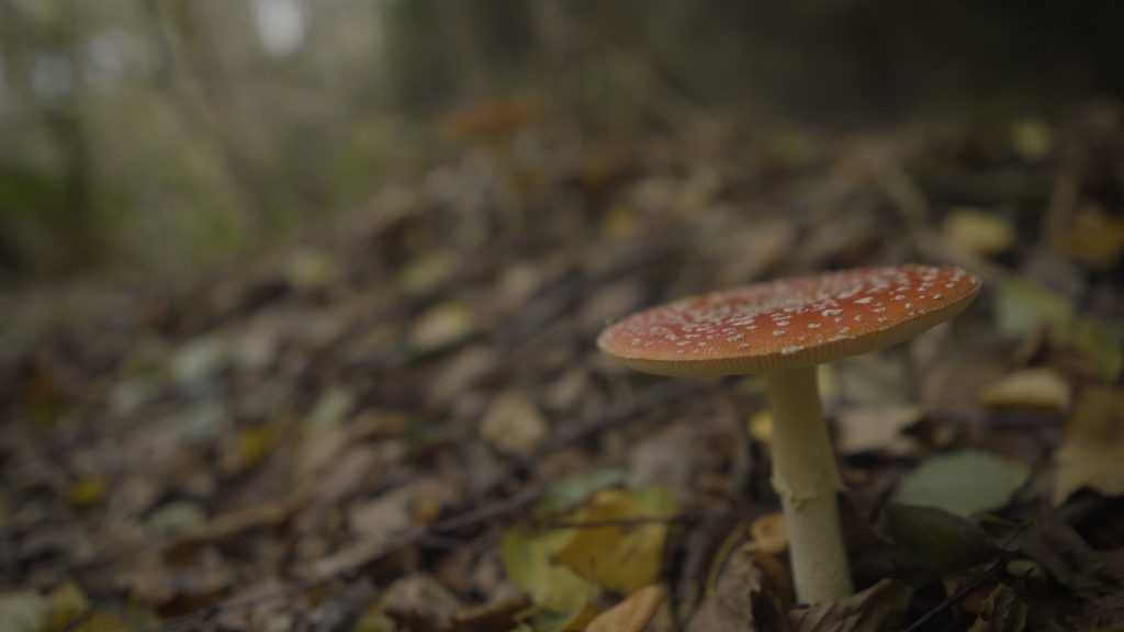 Fliegenpilz im Wald
