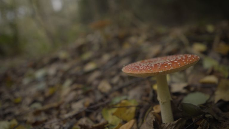 Fliegenpilz Amanita muscaria im Wald