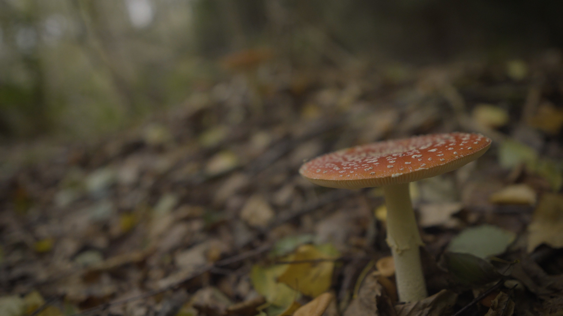 Fliegenpilz (Amanita muscaria) – Dein Reiseführer für Bewusstsein, Wirkung & Integration