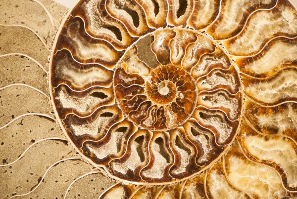 Ammonit-Spirale aus dem Journal