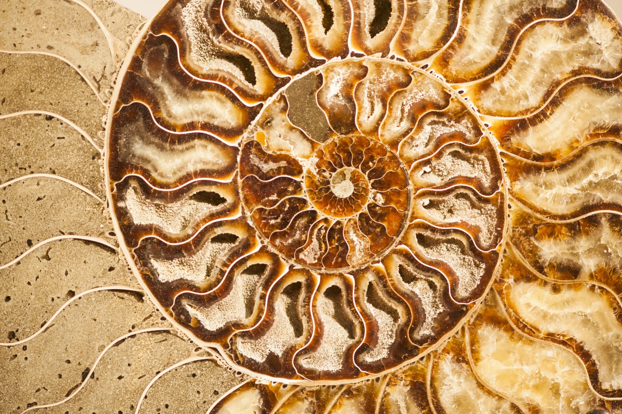 Ammonit-Spirale aus dem Journal