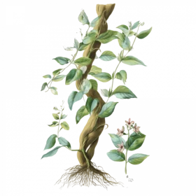 Botanische Illustration der Liane Banisteriopsis caapi