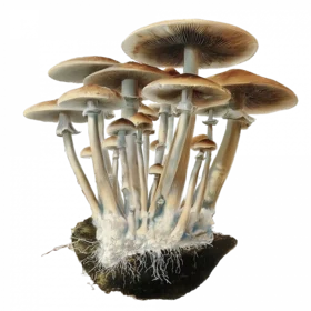 Illustration von Psilocybe-cubensis-Pilzen